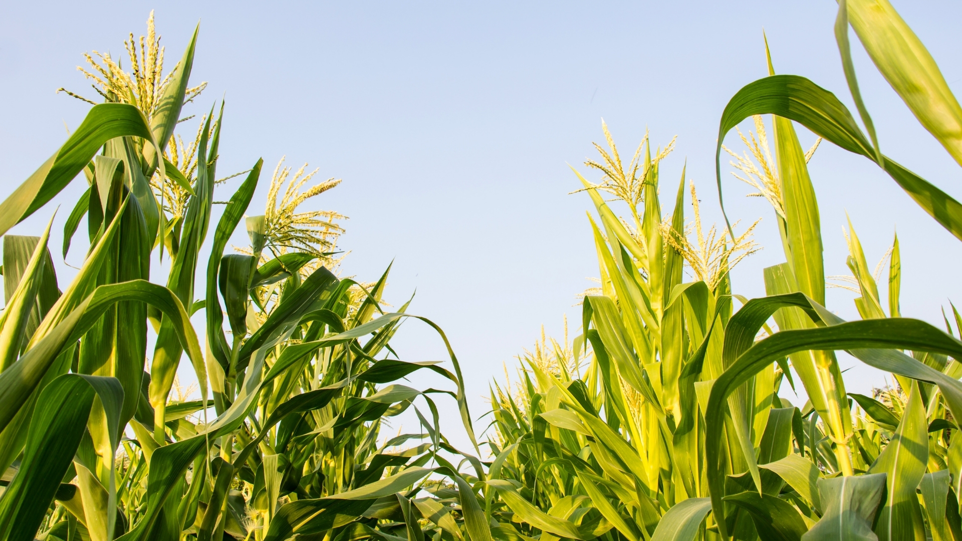 Farm Advanced Features